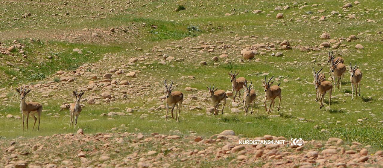 Fotoğraflarla Germiyan bölgesinde yaban hayatı